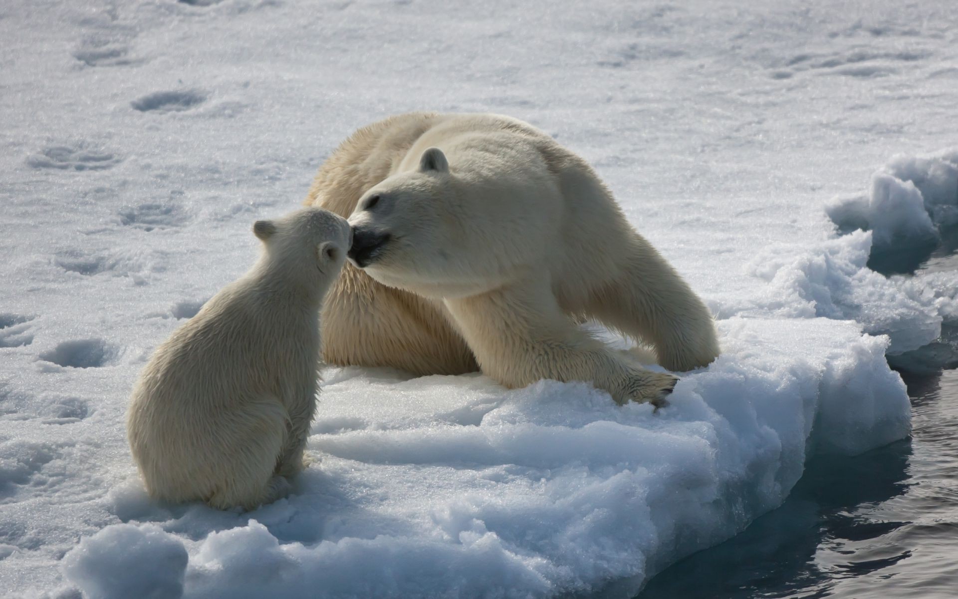 orsi neve gelido inverno ghiaccio freddo polare mammifero all aperto fauna selvatica congelato natura acqua gelo luce del giorno