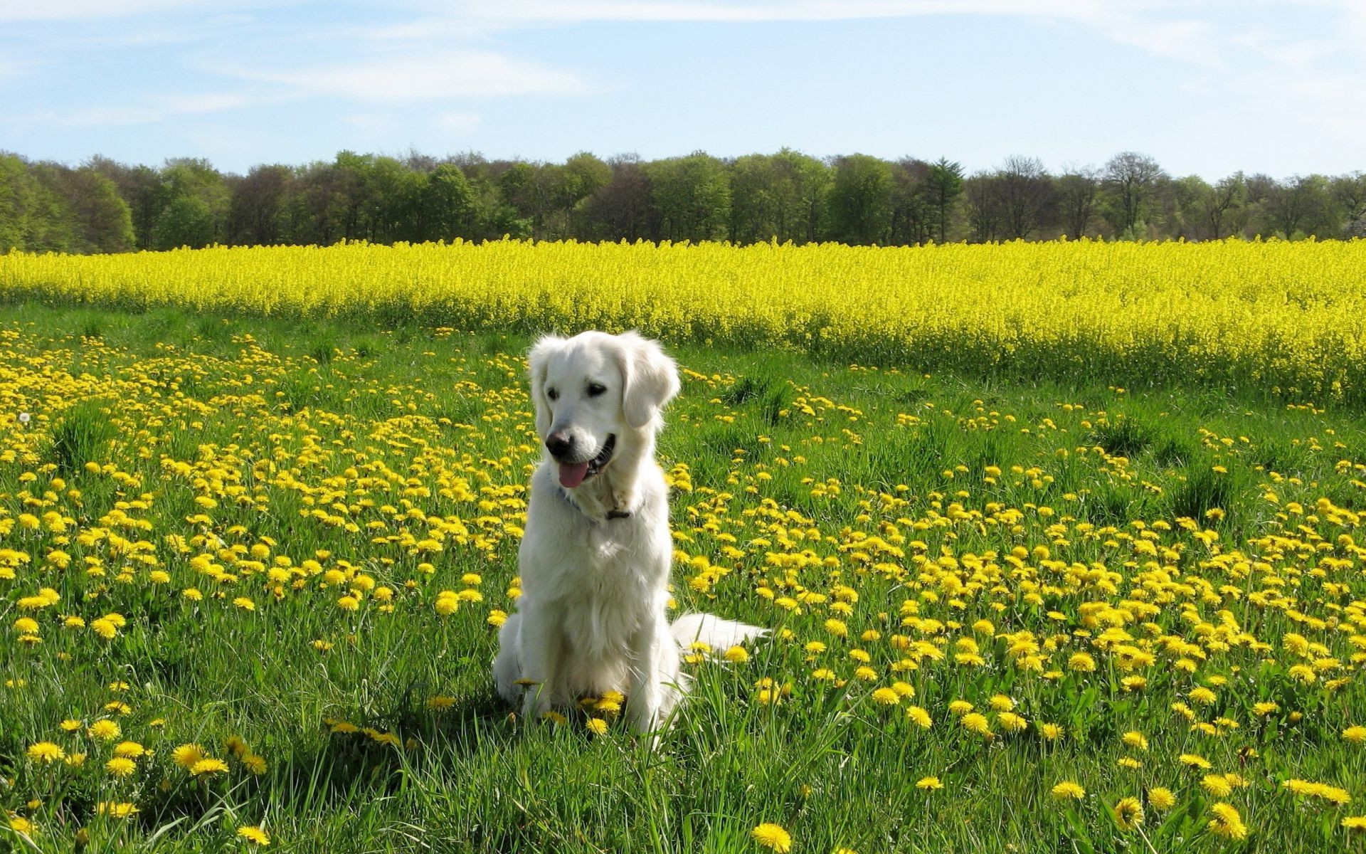 perros hierba campo heno flor verano paisaje naturaleza diente de león al aire libre