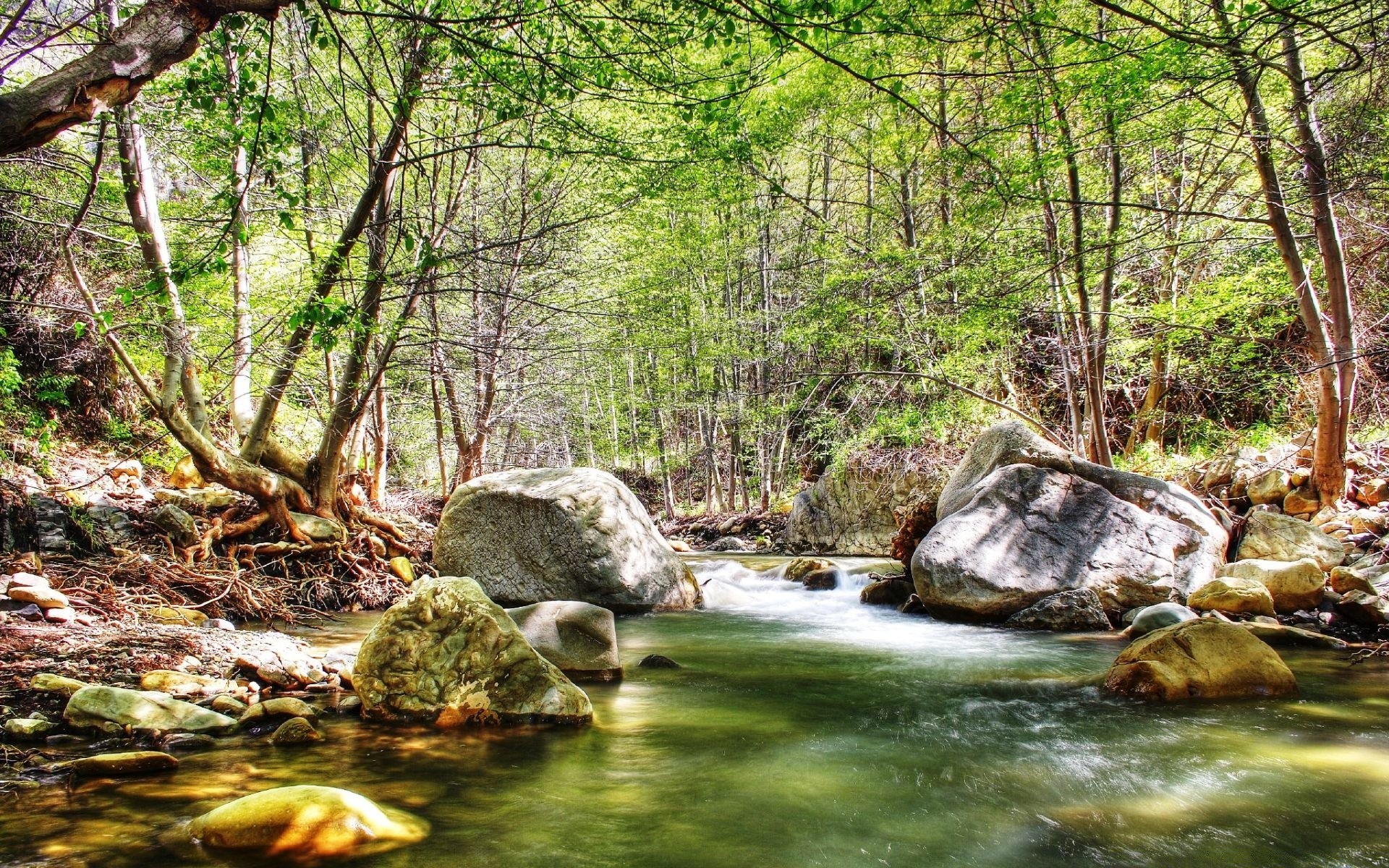 creativo agua naturaleza madera corriente río creek hoja cascada árbol salvaje roca paisaje al aire libre verano medio ambiente piedra viajes musgo mojado cascada