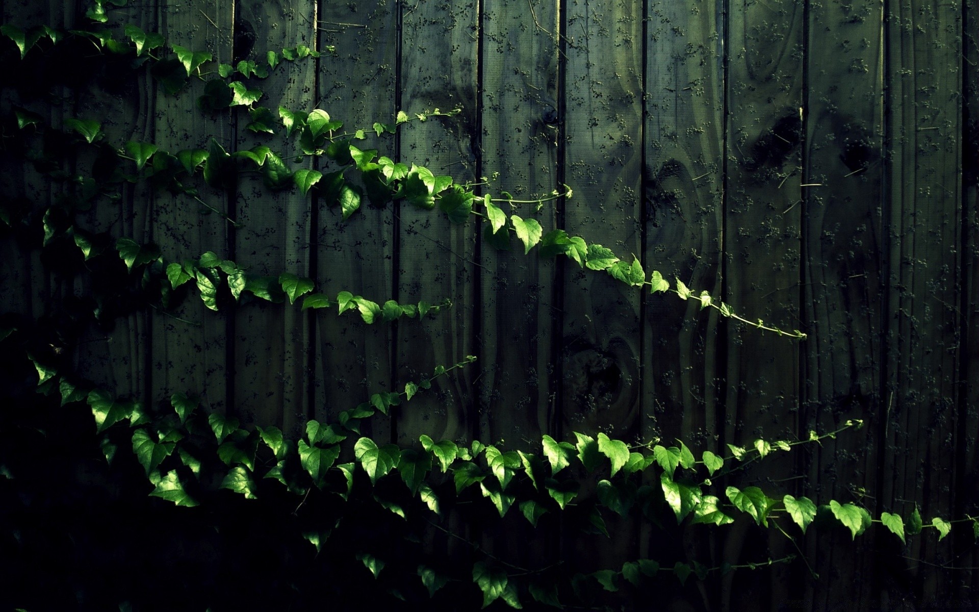 création bois bureau feuille mur texture croissance ivy modèle flore nature résumé vieux sombre bois conception fond vigne lumière jardin