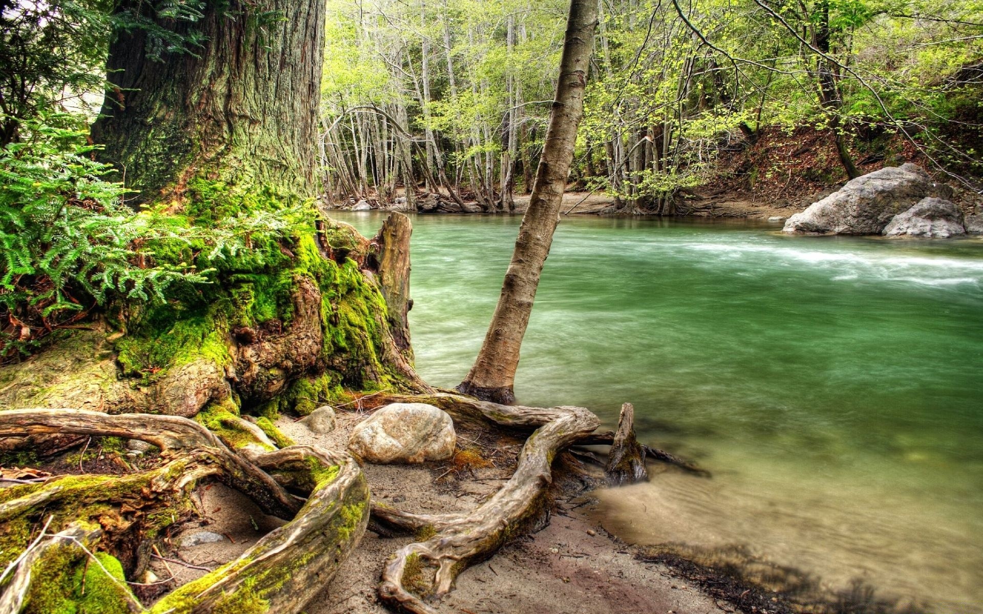 créativité nature bois eau arbre feuille paysage rivière ruisseau été sauvage flore à l extérieur parc mousse voyage environnement scénique automne cascade flux