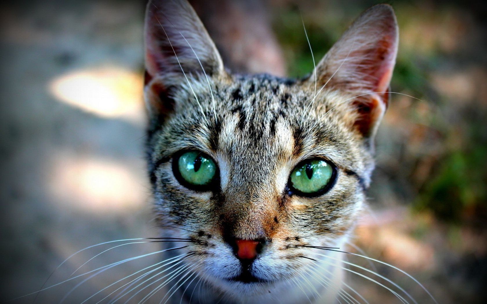 gatos gato animal pele fofa natureza animal de estimação retrato olho mamífero gatinho pequeno jovem doméstico bigodes adorável cabelo visualização