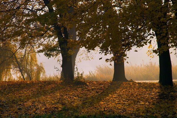 Dawn in the autumn forest with fallen leaves