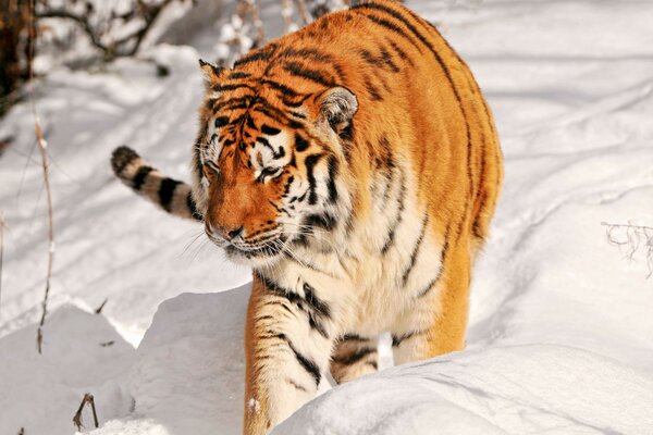 Ein schleichender Tiger durch eine Schneewehe
