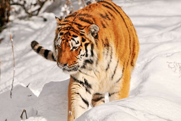 Tigre accroupi à travers la congère