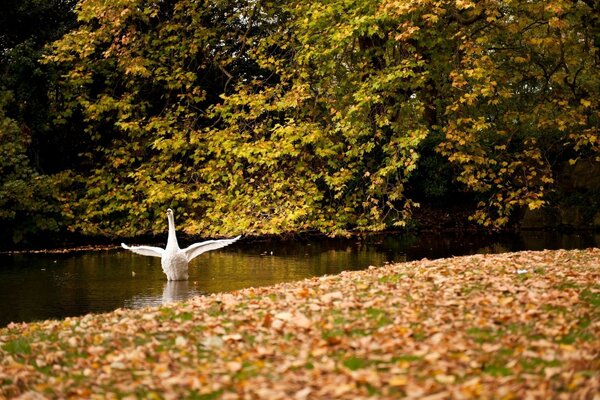 Herbst Bäume gelbe Blätter Schwan am Teich