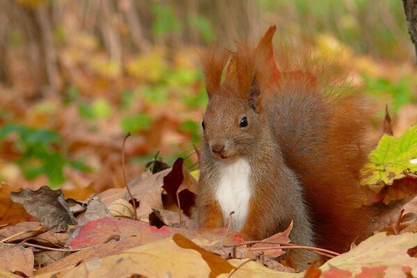 La ardilla se sienta en el follaje de otoño