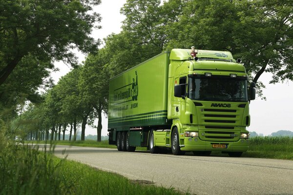 Camion verde cavalca tra gli alberi