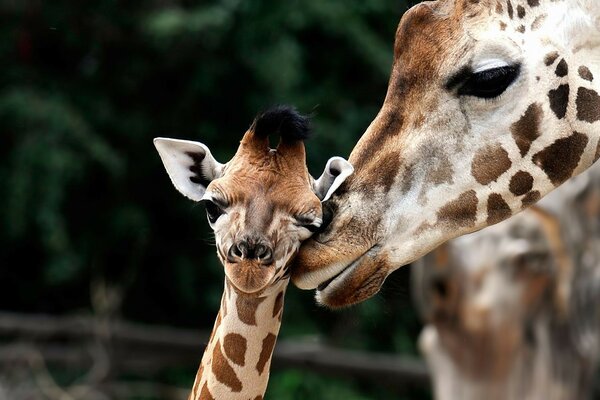 Photo de la faune girafes