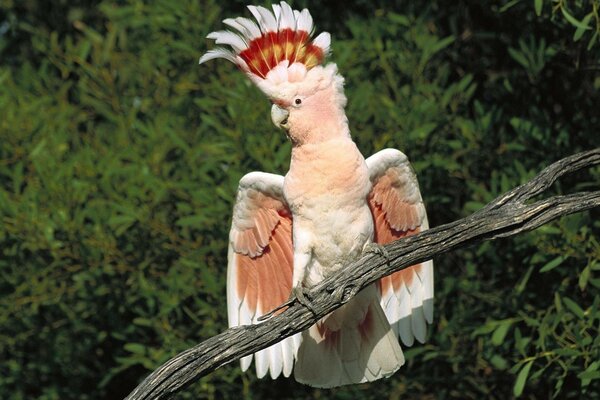 Muy rara especie de loro en la naturaleza