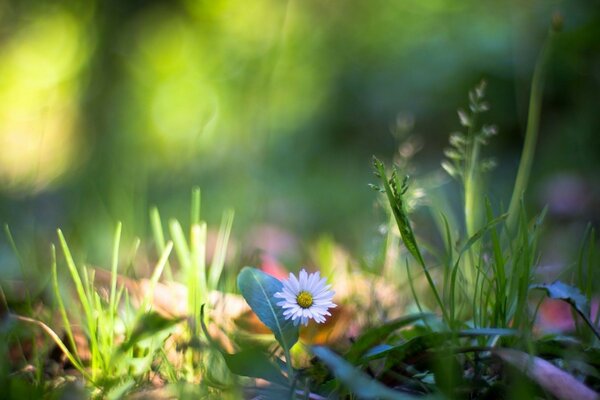 Weiße Blume im grünen Gras