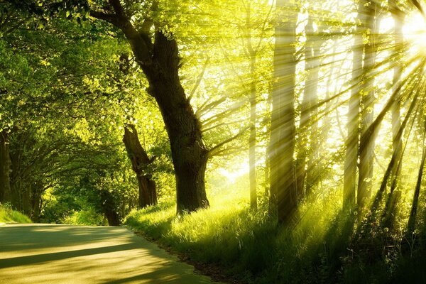एक हरे जंगल में सूरज की सुबह की चमक