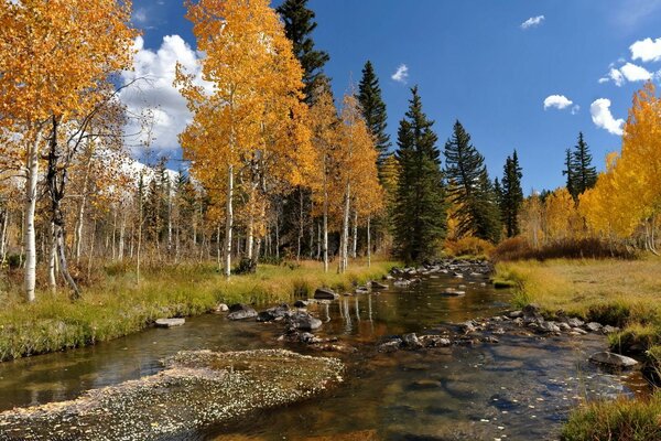 Birches and trees along the river