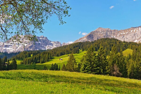 Grünes Tal vor dem Hintergrund der hohen Berge