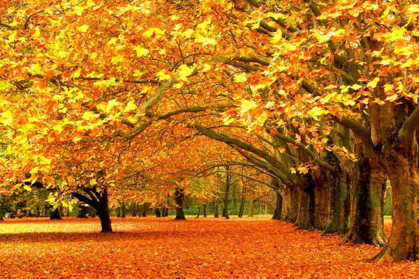 Parc d automne jonché de feuilles