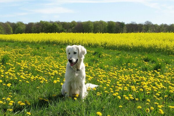 Perro en un campo de diente de León verde