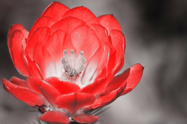 Flor roja sobre fondo gris