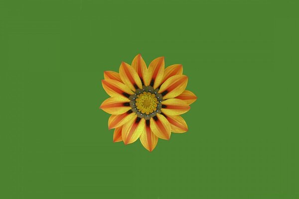 Fleur orange vif sur fond vert