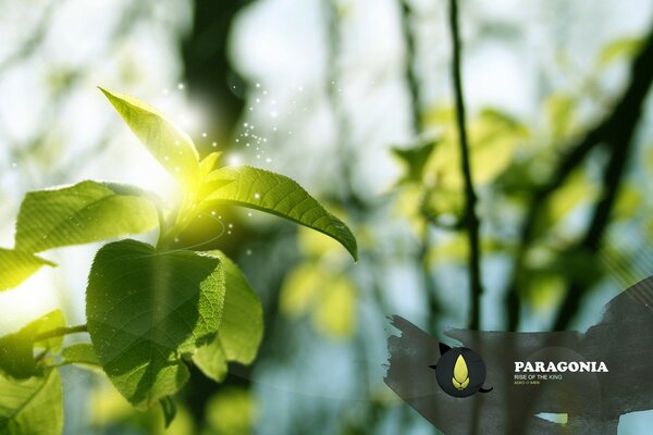 Creatine photo of leaf growth