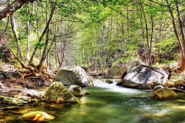 Cascade au milieu de la forêt