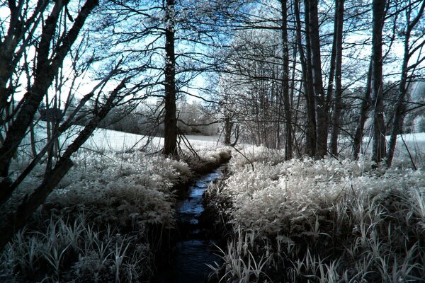 Winter gefrorener Wald vor dem Hintergrund des blauen Himmels