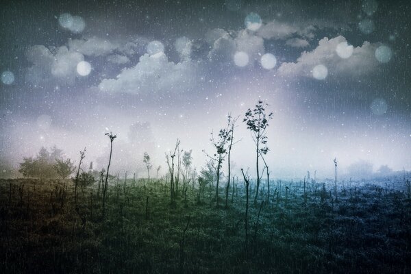 Macro field and grass on the sky background