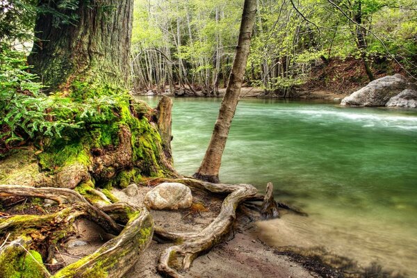 Summer forest on the river bank