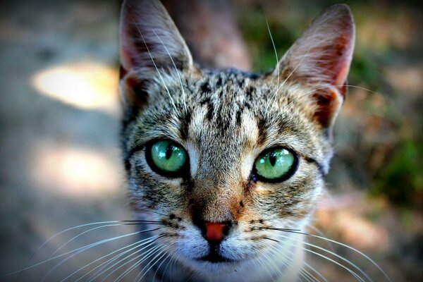 A green-eyed cute cat with a mustache