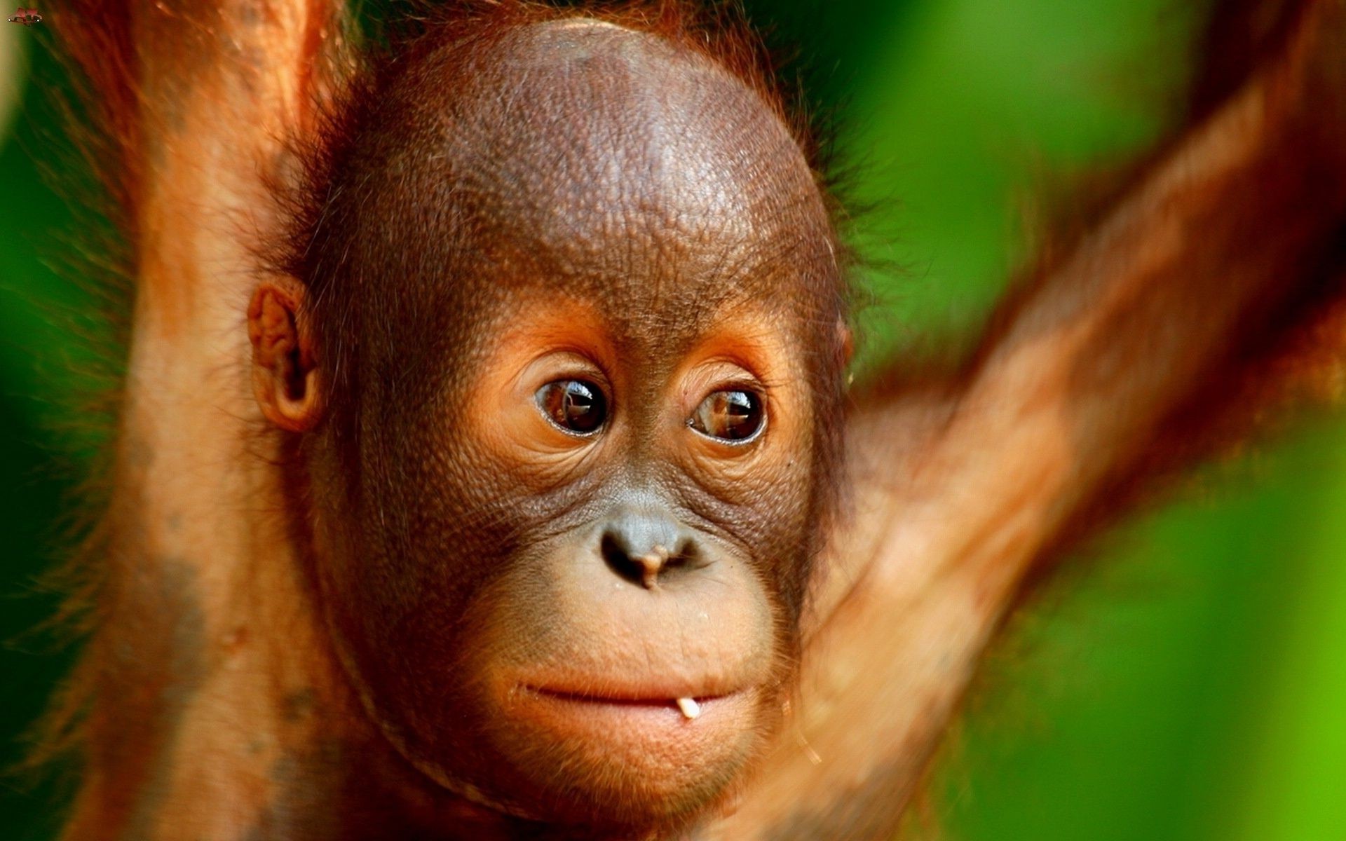 primates monkey primate jungle ape wildlife portrait rainforest sumatra mammal orangutan cute zoo one