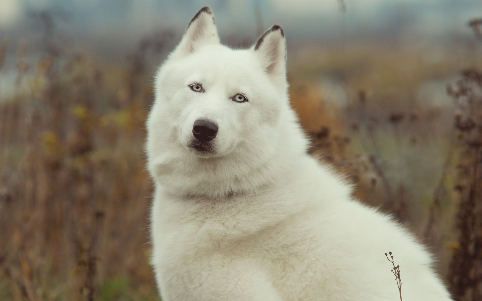 cani gelido inverno neve cane mammifero lupo canino all aperto natura freddo