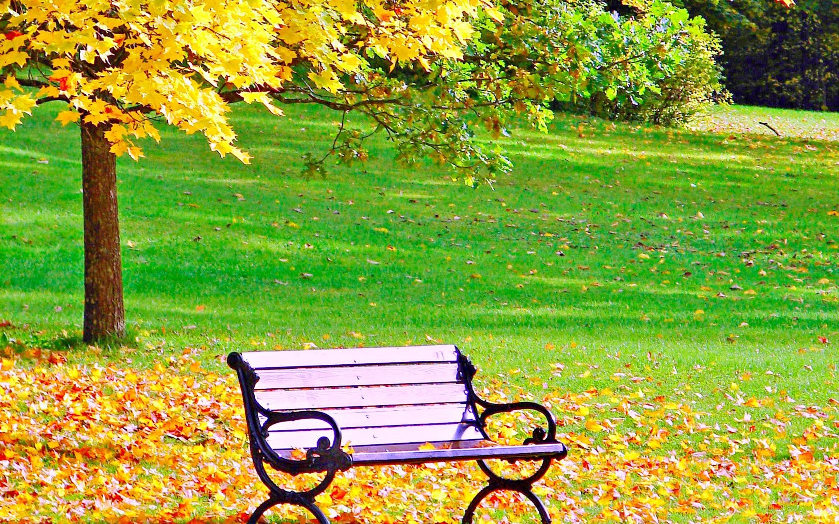 automne automne banc feuille parc nature saison jardin arbre bois herbe paysage érable à l extérieur couleur à l extérieur scène été pelouse fleur