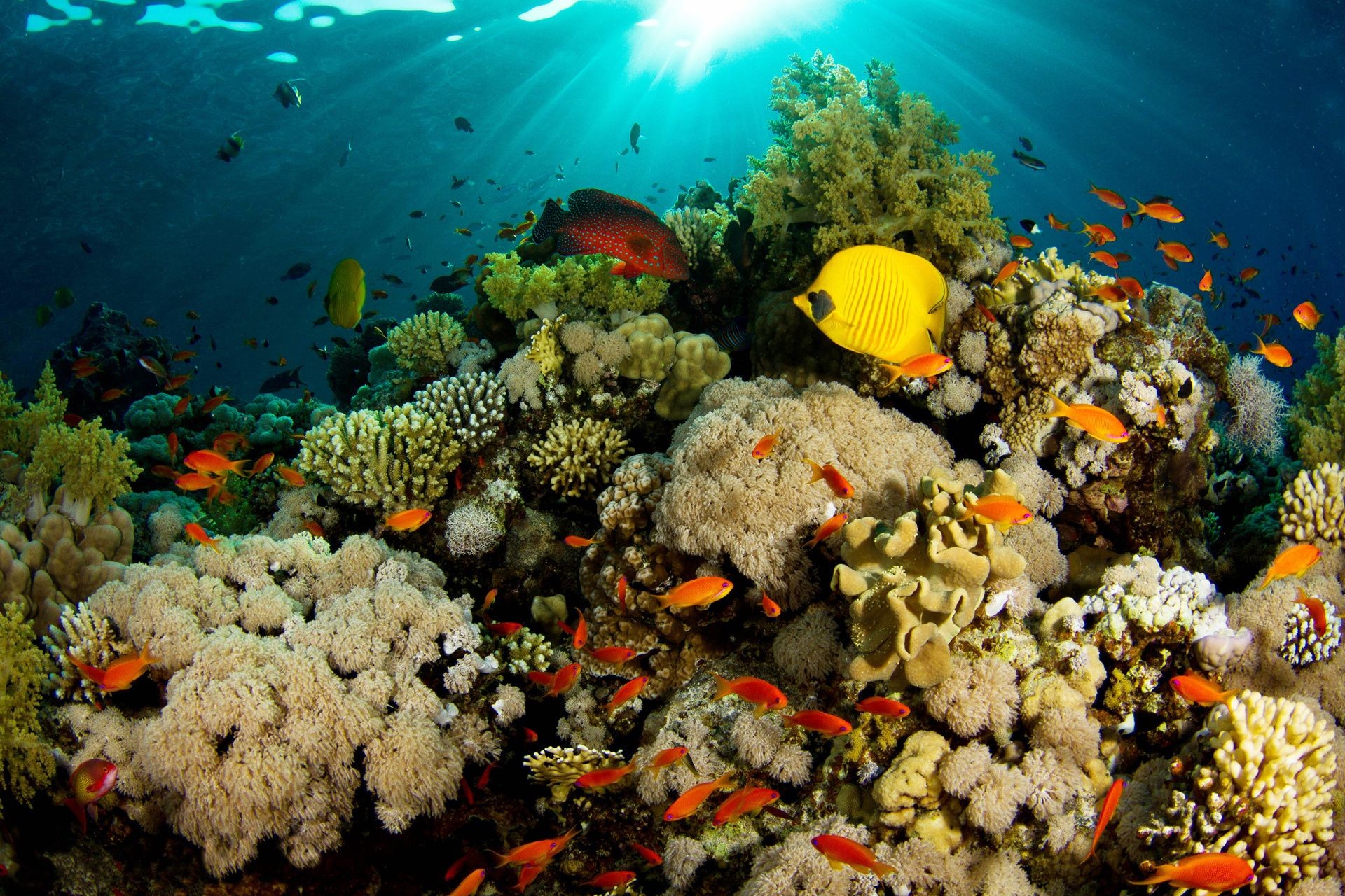 animais subaquático coral peixes recife oceano tropical mar mergulho