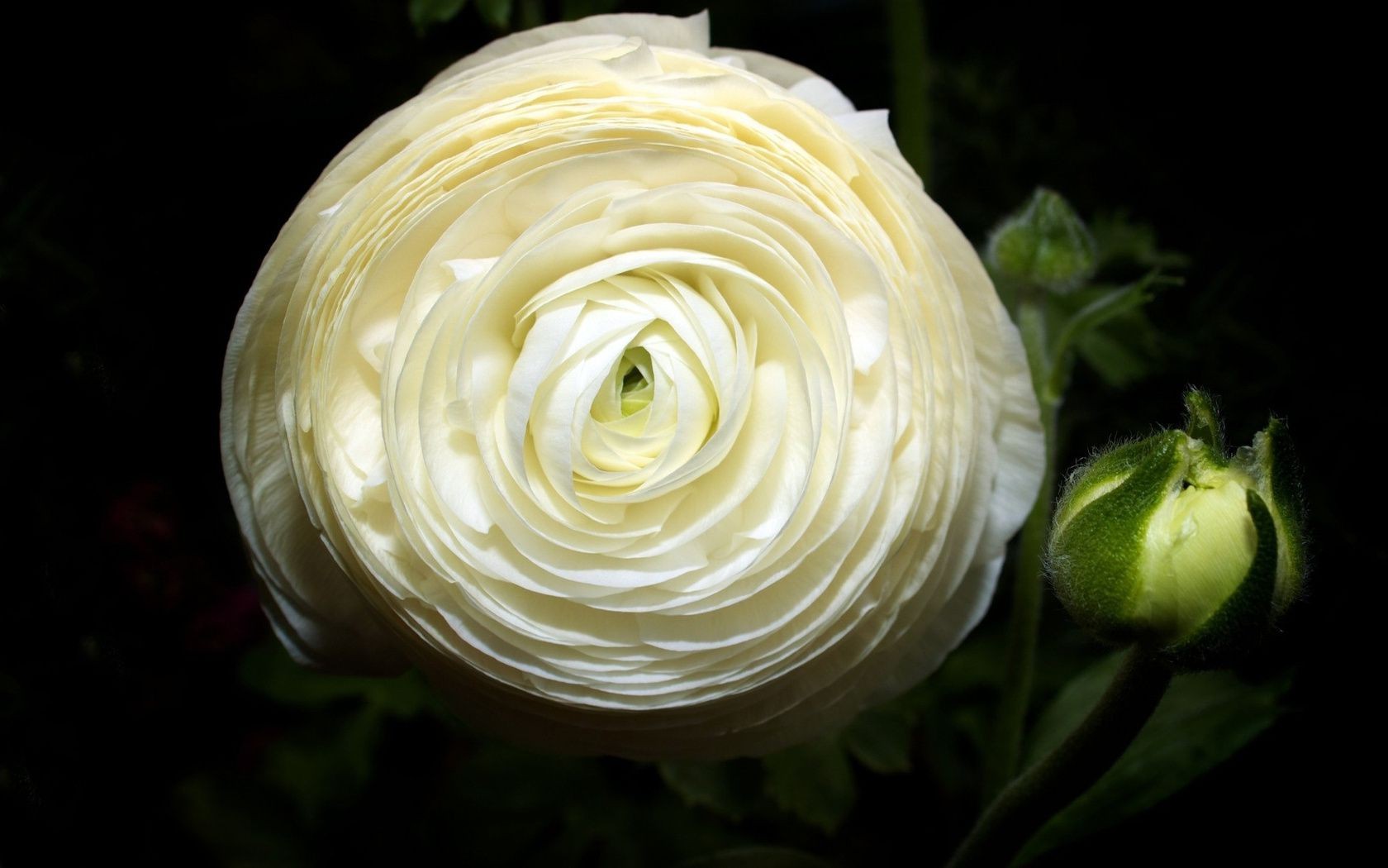 closeup flower leaf food desktop