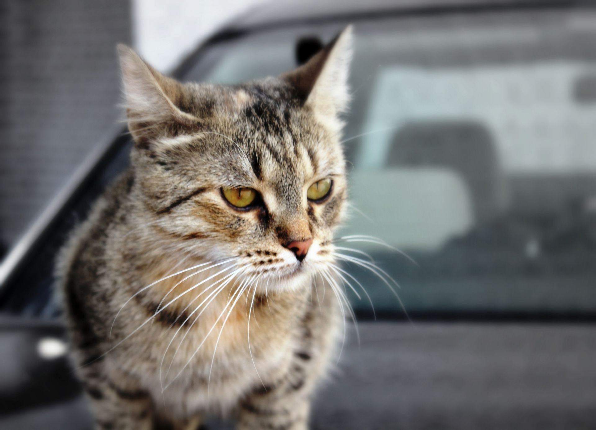 katze katze tier niedlich haustier porträt auge fell inländische kätzchen säugetier junge wenig anzeigen haare natur