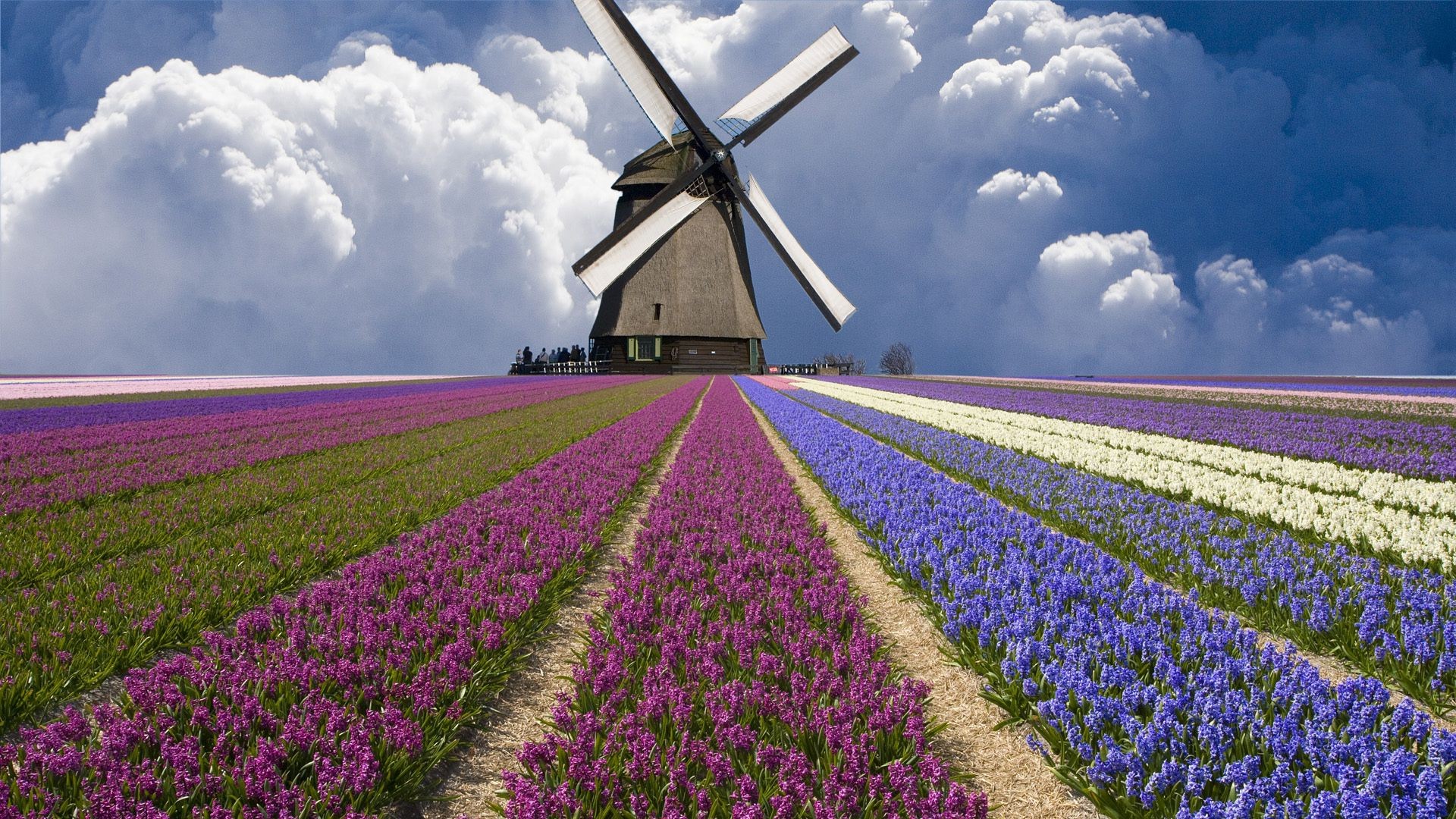 feld der blumen windpocken landschaft landwirtschaft im freien bauernhof natur himmel landschaft ländliche energie sommer umwelt feld wind blume bebautes land