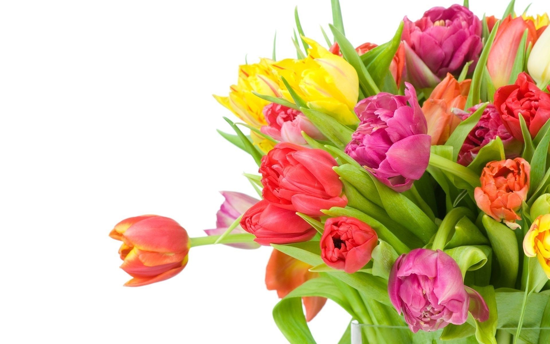 tulips tulip bouquet easter nature flower leaf flora floral cluster gift romance love isolated bright color blooming arrangement romantic garden