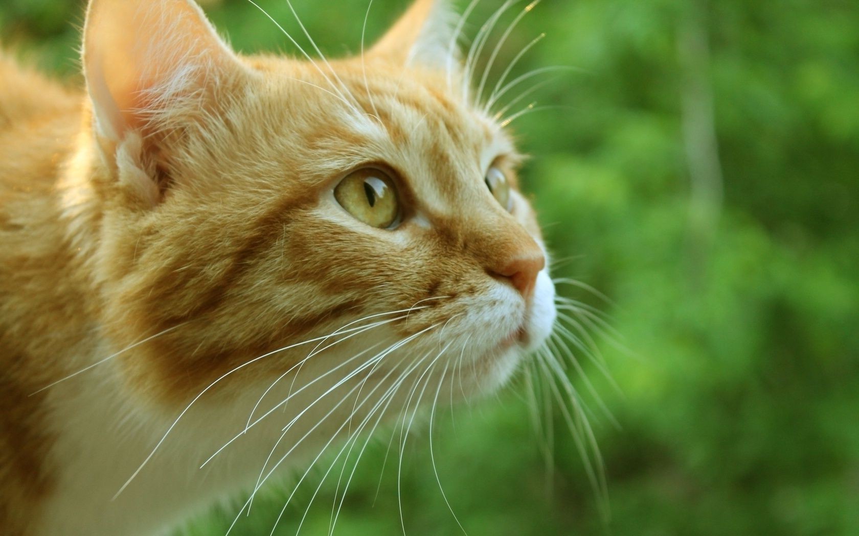 chat mignon animal oeil fourrure chat nature animal moustache petit portrait jeune aperçu mammifère domestique vers le bas cheveux chaton