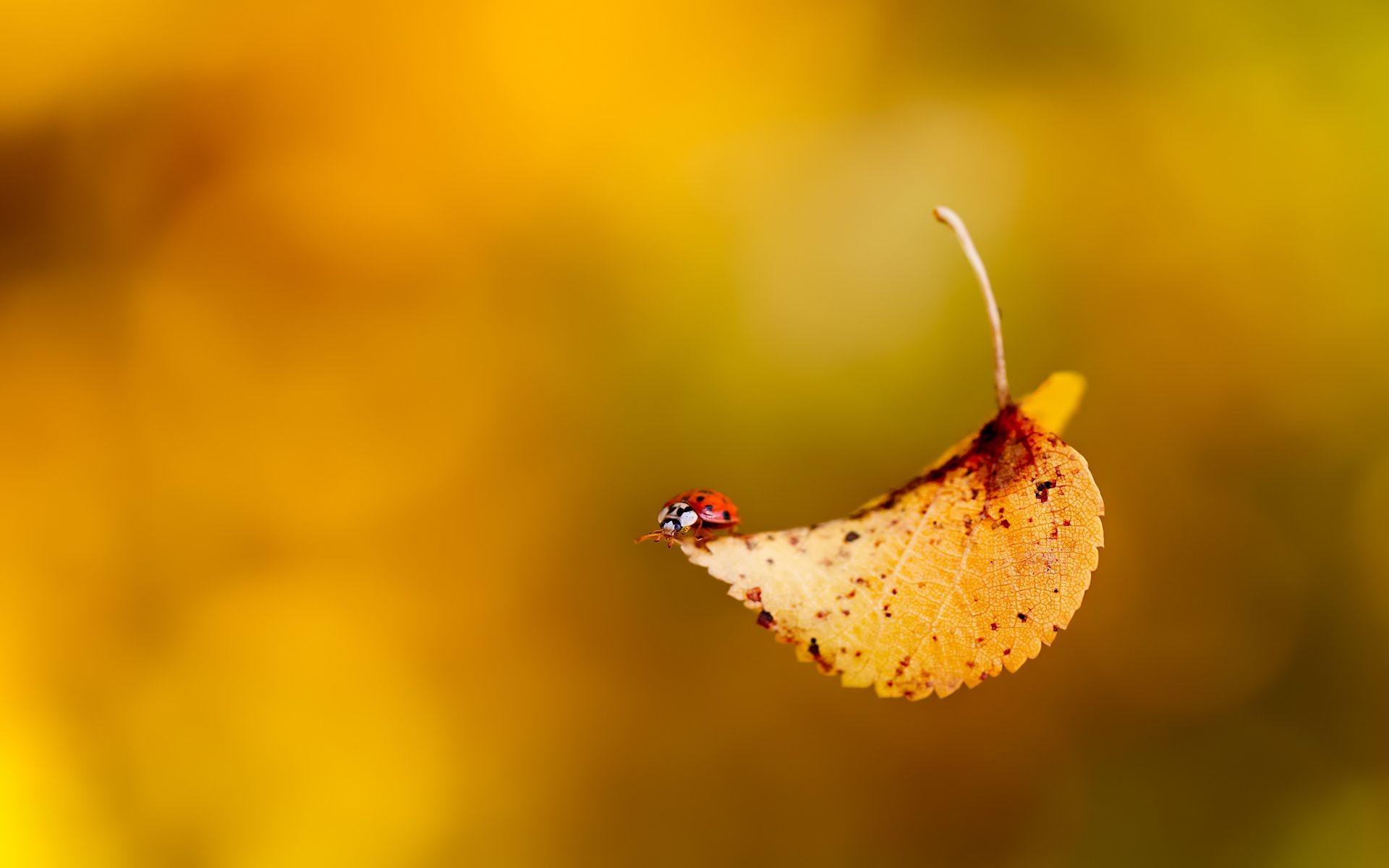 flugblätter natur insekt blatt blume unschärfe marienkäfer im freien herbst dof wirbellose farbe flora tierwelt garten