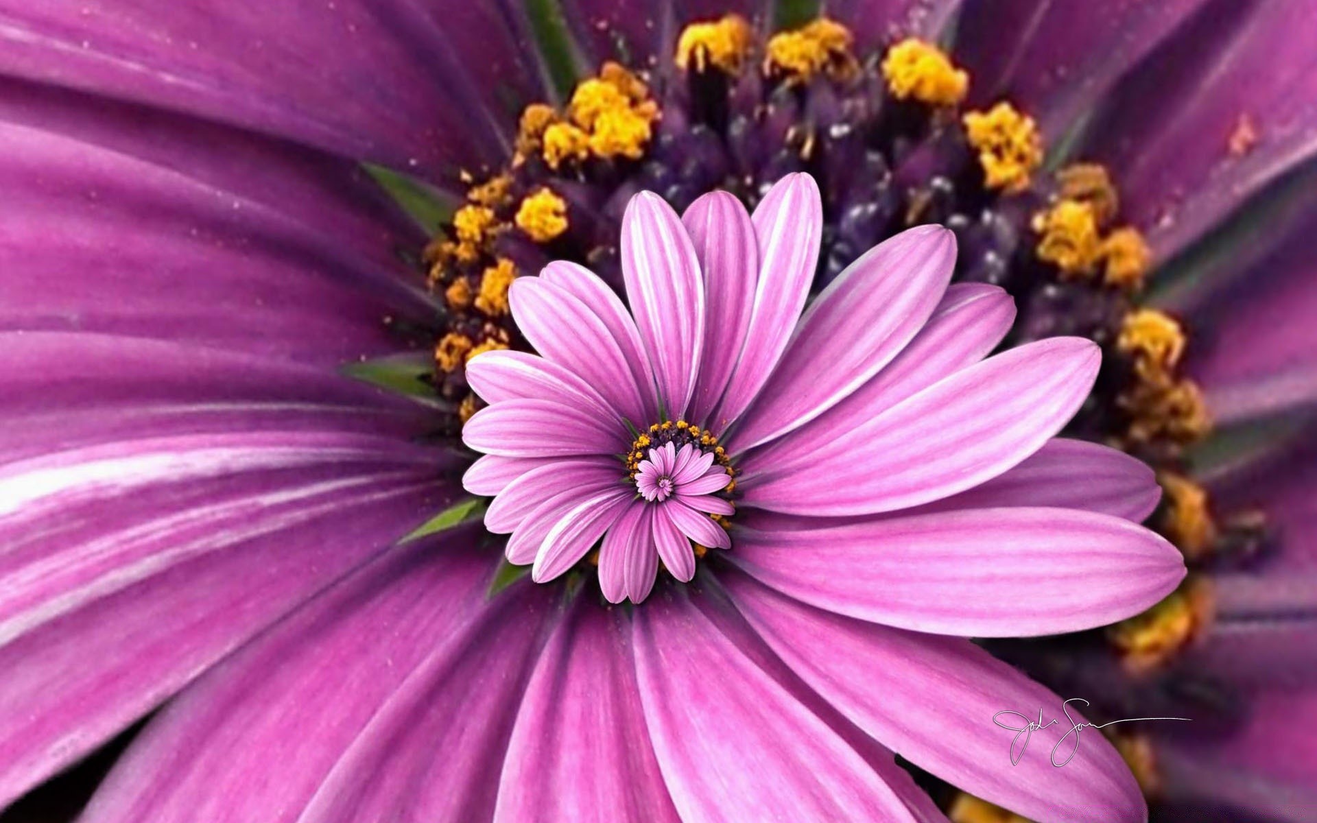 criativo flor natureza verão cor flora brilhante pétala jardim bonita