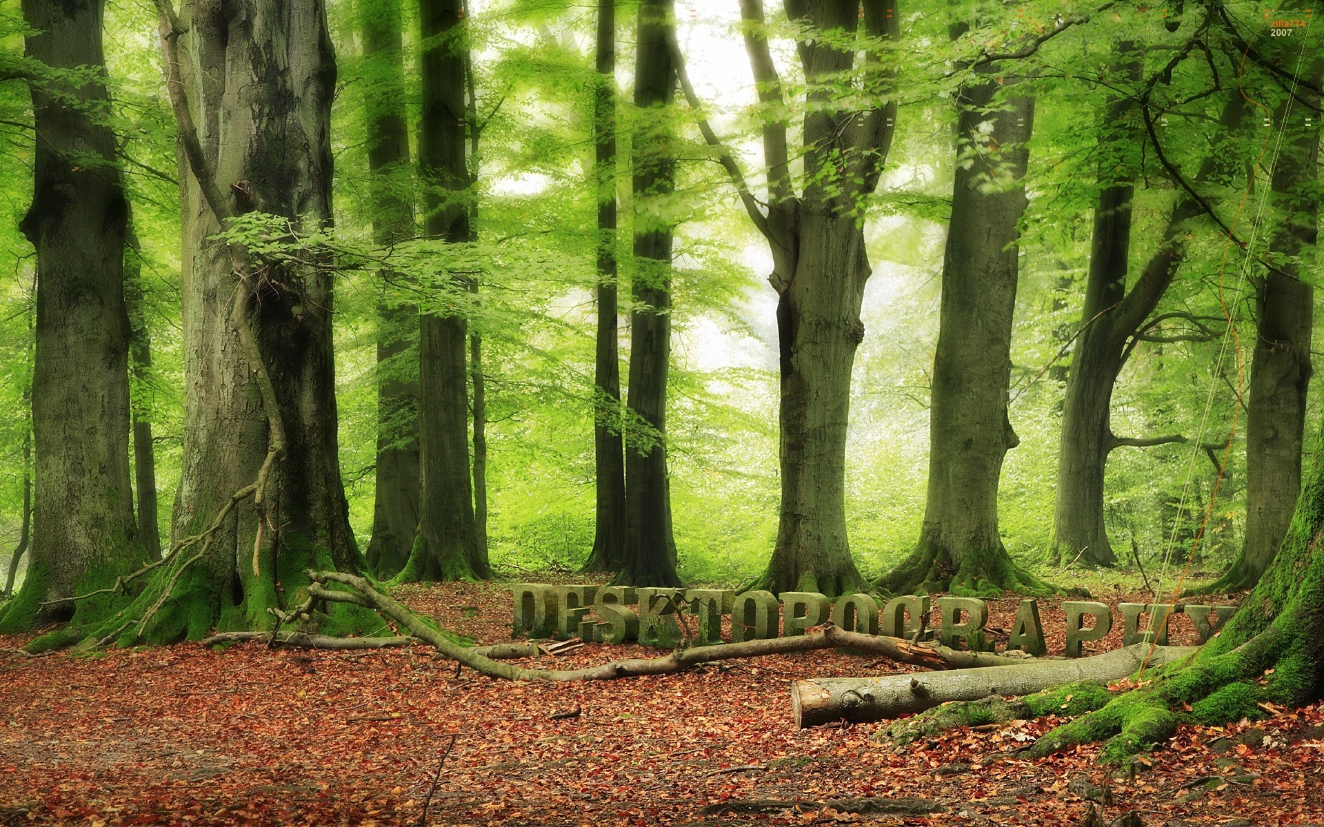 kreatywny liść drewna drzewo natura park krajobrazowy jesień mgła mech sezon buk trunk przewodnik flora oddział światło środowe bujne malownicze mgła