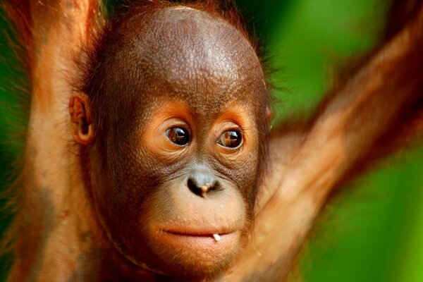 Gros plan du museau d un singe