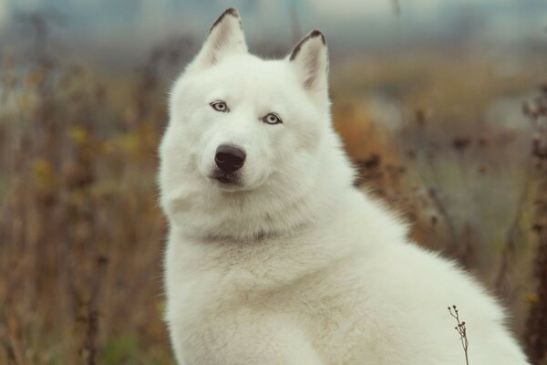 Dog beauty husky