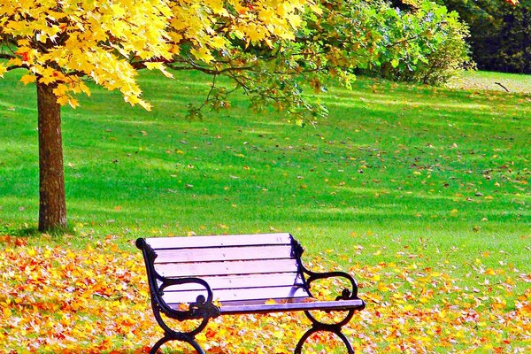 Banco rosa en el parque de otoño