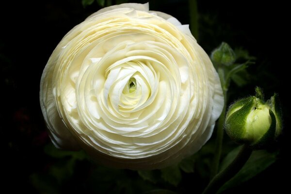 Una rosa blanca con un capullo te Mira