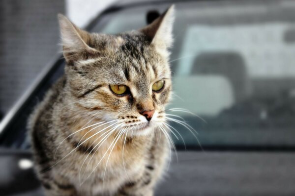 Gato en coche. Animal. Lindos