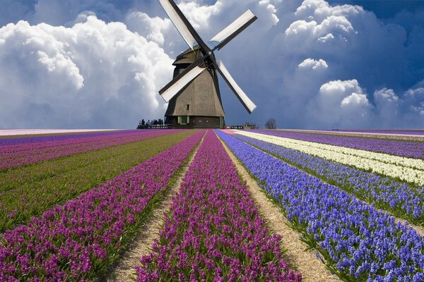 Eine große Windmühle steht auf einem Feld