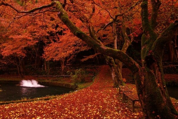 Parc avec lac et feuilles mortes