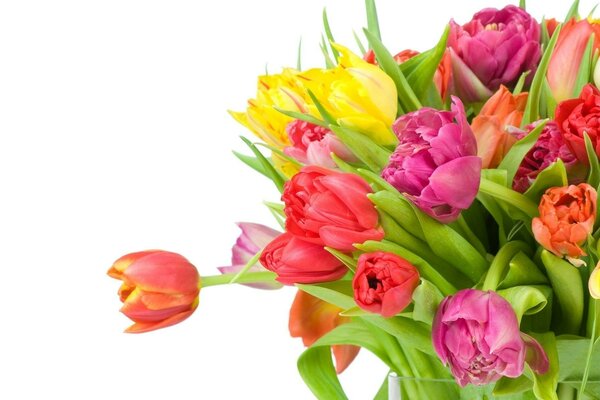 Blumenstrauß von Tulpen zum Frauenfest