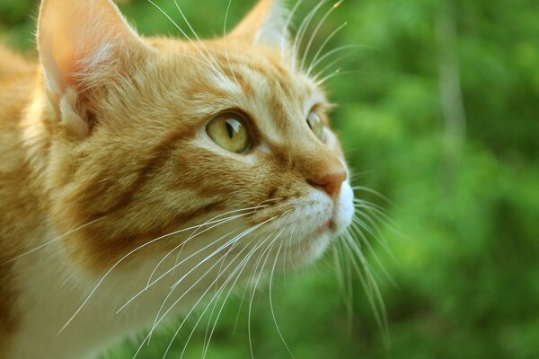 Museau d un chat roux aux yeux jaunes