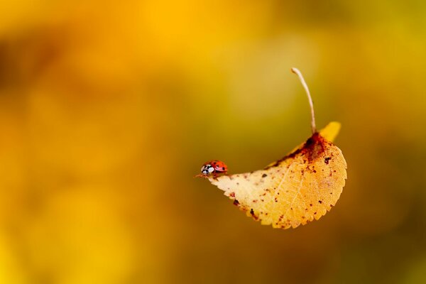 Coccinelle insecte Coléoptère automne automne feuille